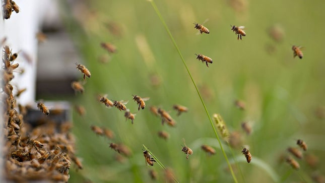 Una foto de abejas volando hacia una colmena. 